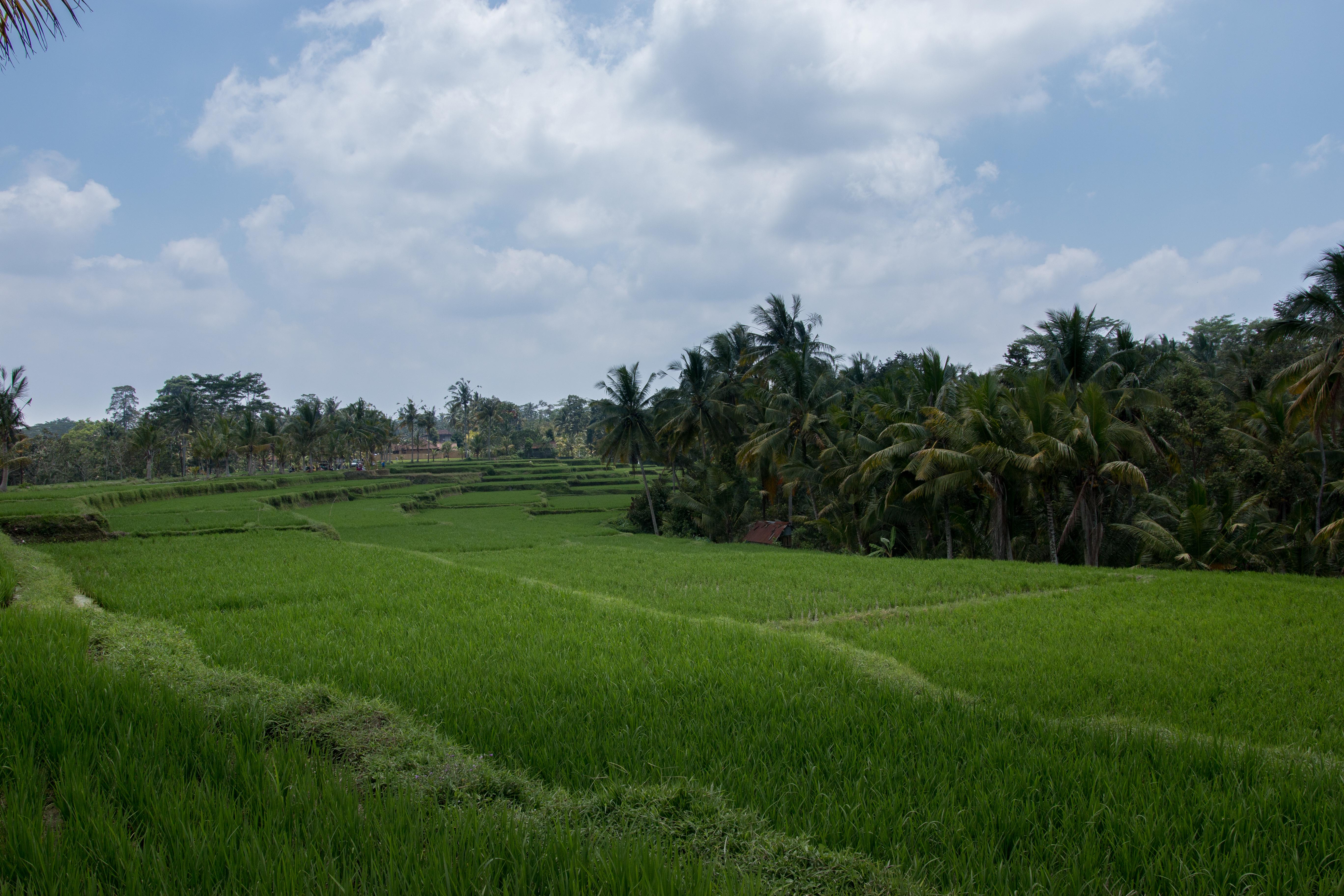 Onje Resort And Villas Ubud  Luaran gambar