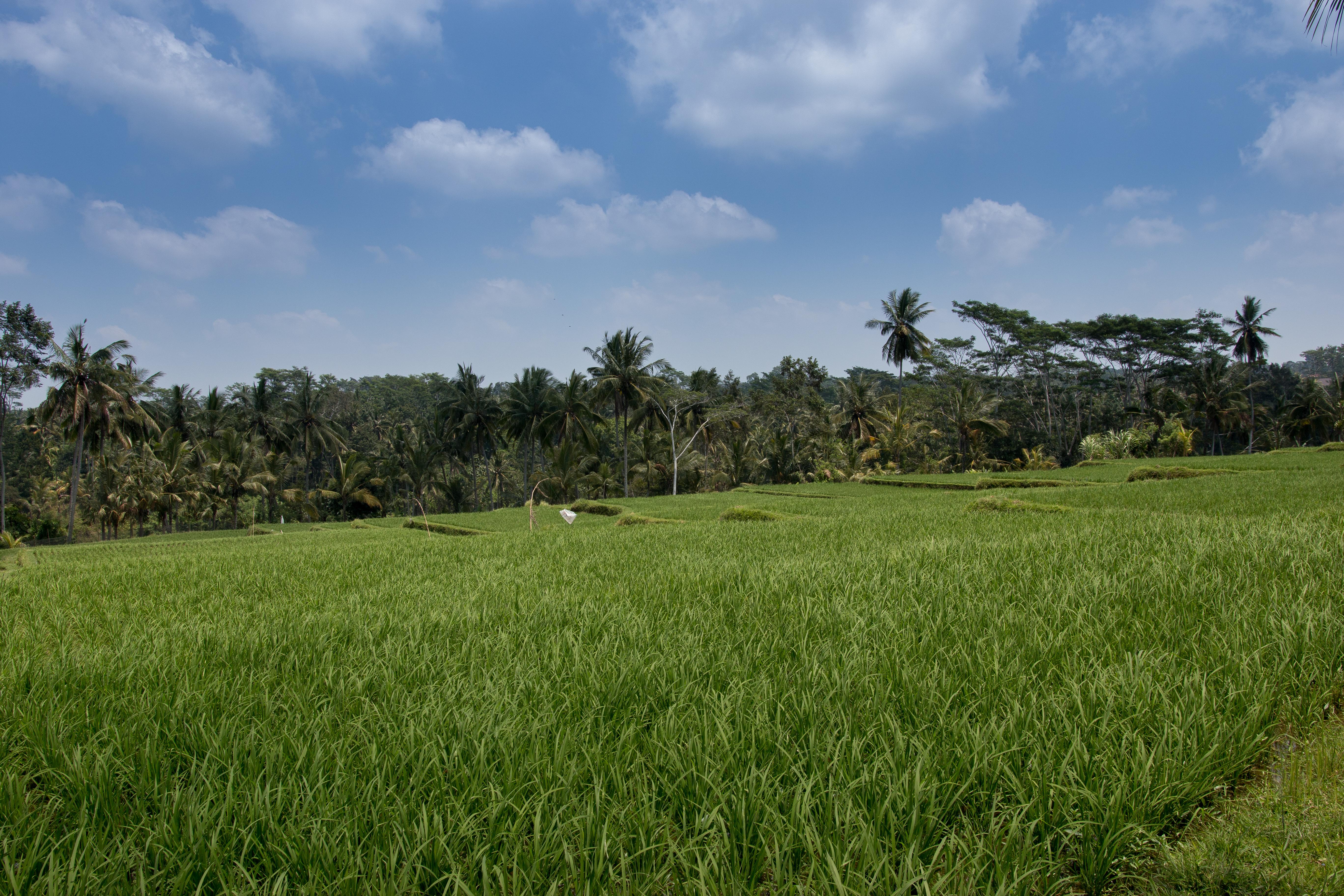 Onje Resort And Villas Ubud  Luaran gambar