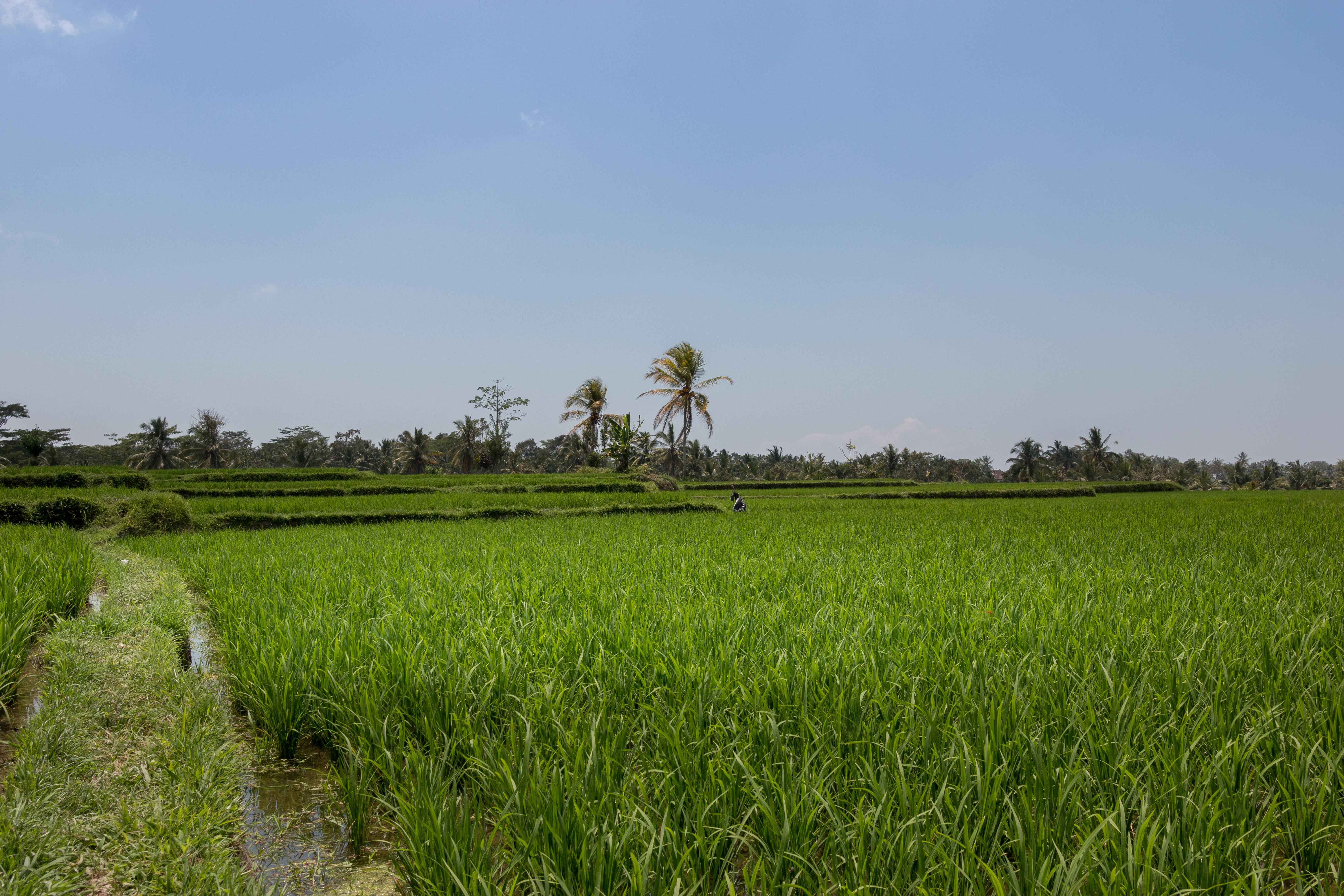 Onje Resort And Villas Ubud  Luaran gambar